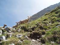 Youri - Ecrins 2005 348